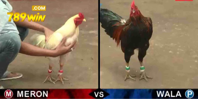 Thông tin về danh mục đá gà 789WIN